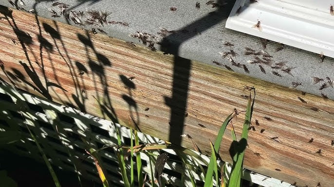Insect-Proof & Antibacterial Composite Decking