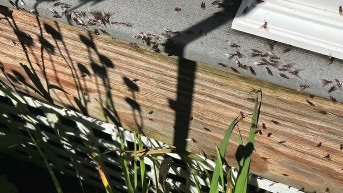 Insect-Proof & Antibacterial Composite Decking